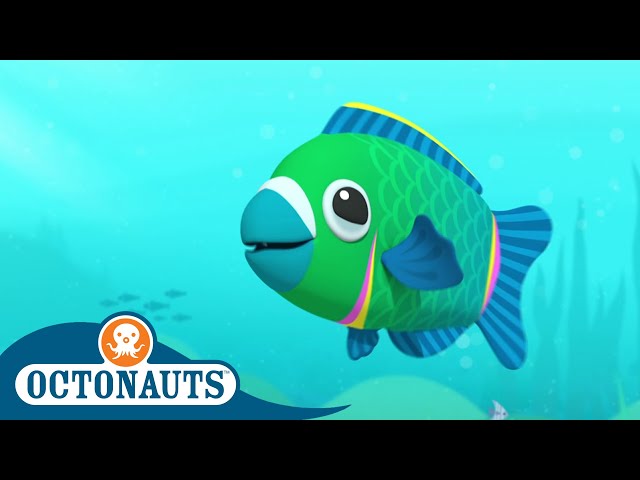 Octonauts - A Pirate's Best Friend | Cartoons for Kids