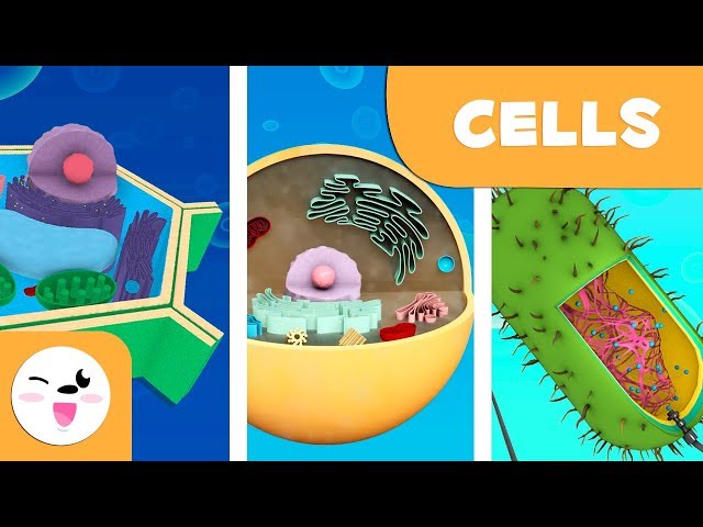 Prokaryotic and eukaryotic cells - Natural Science - Educational video for kids