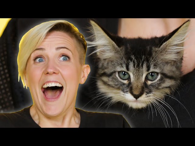 Hannah Hart Plays With Kittens While Answering Fan Questions