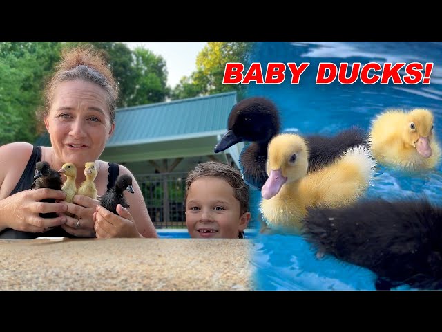 Swimming With Our New Ducks!!