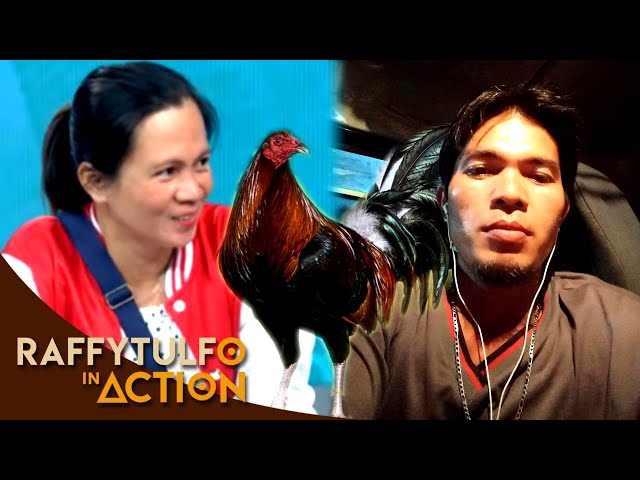 VERY SUPPORTIVE NA MRS  INAALAGAAN ANG MANOK NA PULA NI MR PARA MAKAPAGSABONG!