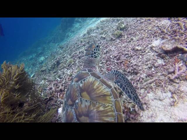 AMAZING SEA TURTLES IN INDONESIA