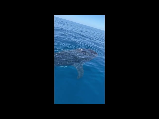 Fishermen Spot Whale Shark Feeding on Plankton off Florida Coast