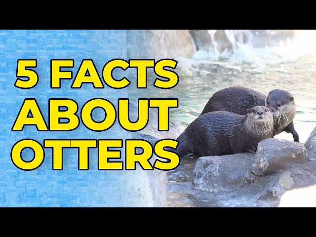 5 Facts About Otters