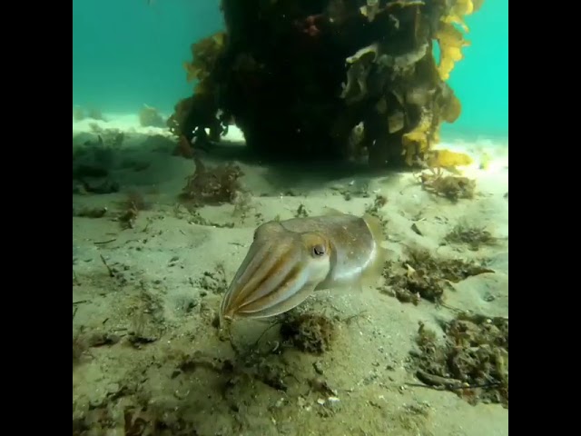 Cuttlefish Attempts to Blend in With the Background