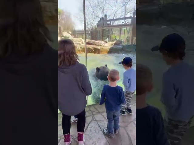 Bear Plays with Children at Saint Louis Zoo