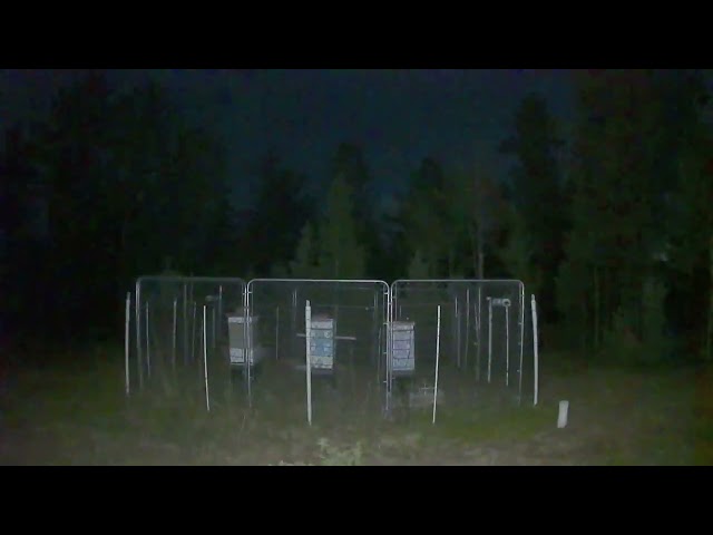 Bear Tries to Eat Beehive Security Camera in Rural Colorado
