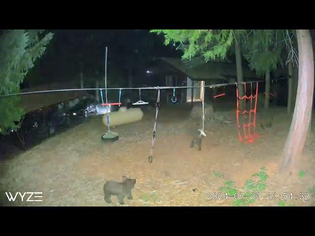 Adorable Bear Cubs Spotted Playing on Backyard Playset