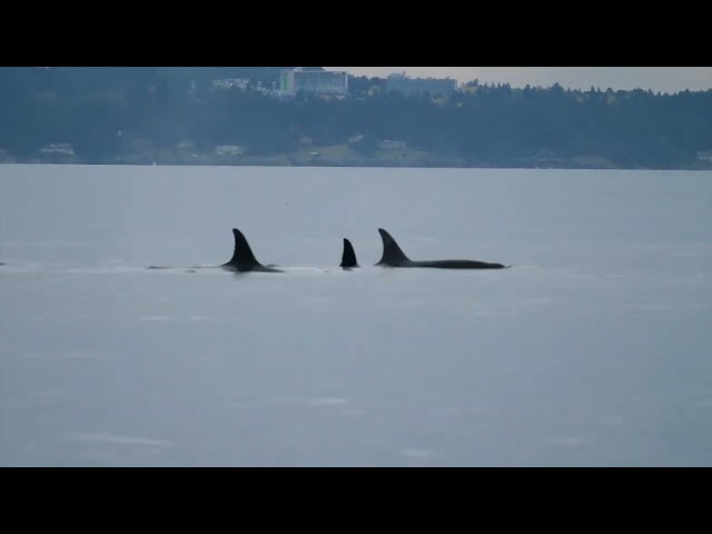 Pod of Orcas Forms 'Sleeping Line' Near Washington's San Juan Island