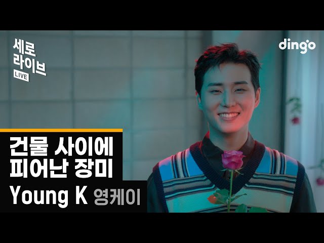 [세로라이브] Young K (DAY6) – 건물 사이에 피어난 장미 (Rose Blossom) | 딩고뮤직 | Dingo Music