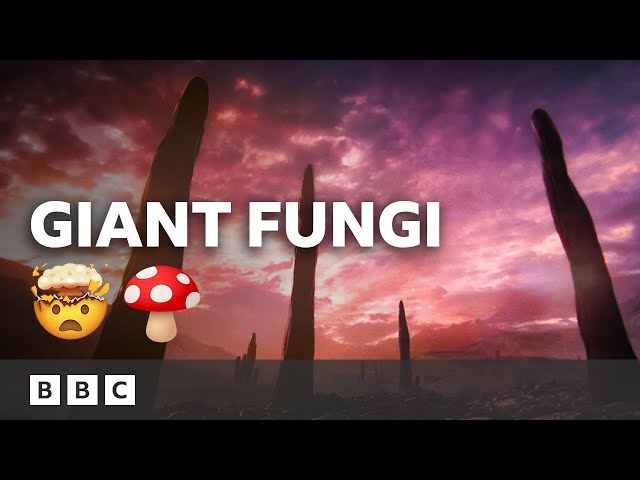 These giant fungi are HUGE! 😮🍄 | Earth - BBC