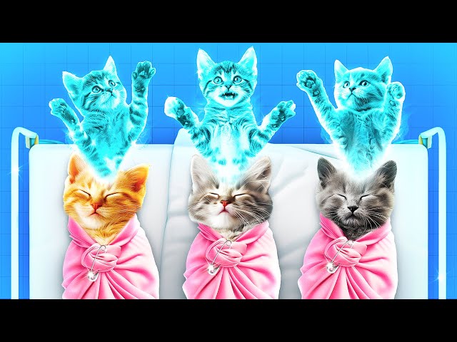 The Cat Gave Birth to Kittens! Emergency Hacks for Stressed Pet Owners!