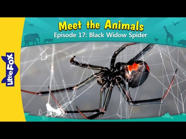 Meet the Animals 17 | Black Widow Spider | Wild Animals | Little Fox | Animated Stories for Kids