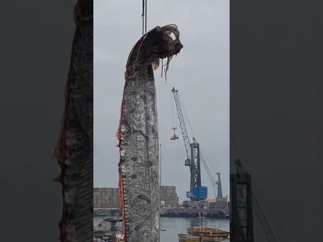 Spectacular Footage Shows Crane Reeling 16-Foot-Long Oarfish in Chilean Port