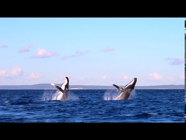 Australian Man Treated to Spectacular Double Whale Breach