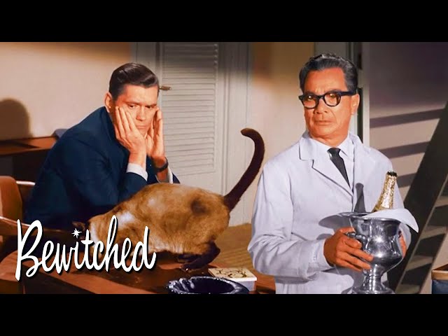 Darrin Thinks Samantha Is A Cat | Bewitched