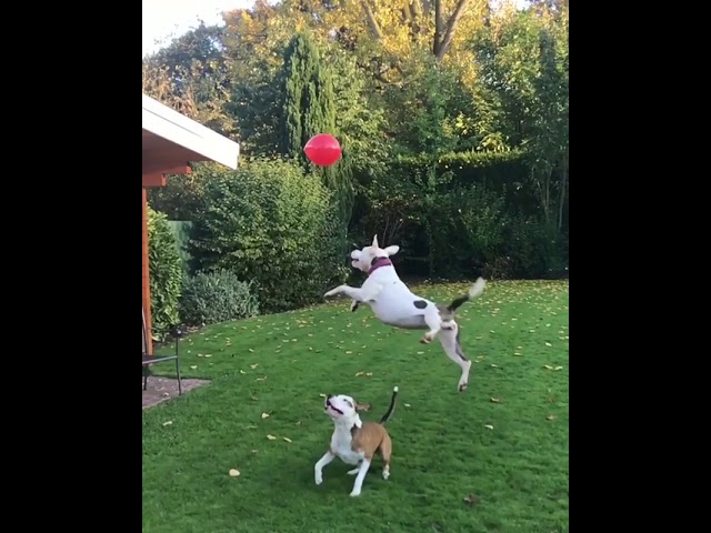 Adorable Dogs Love Playing With Balloon