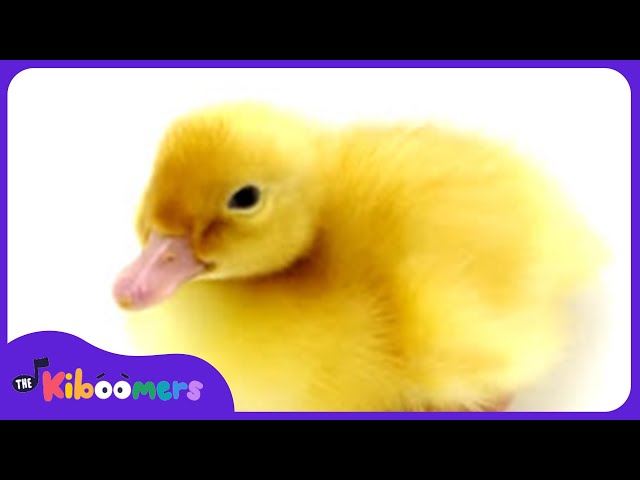 Six Little Ducks Video - The Kiboomers Preschool Songs & Nursery Rhymes About Animals
