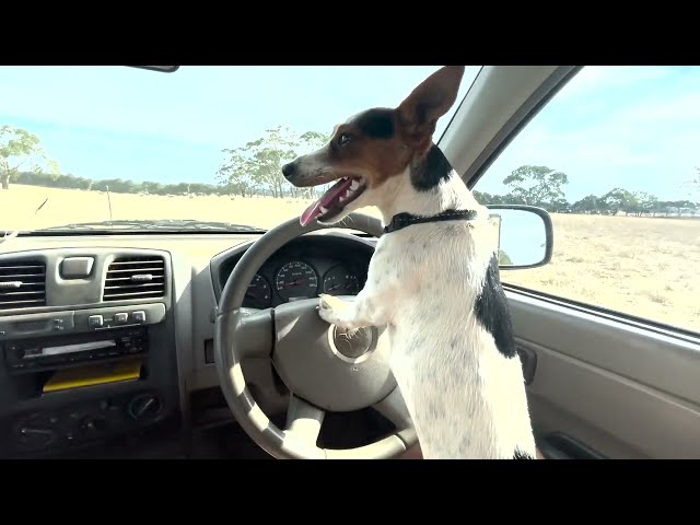 'Driving' Dog Is Australian Farmer's Right Hand Man
