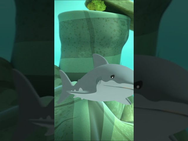 @Octonauts - 🐬 Dolphin vs Shark 🦈 | Underwater Sea Education | #shorts