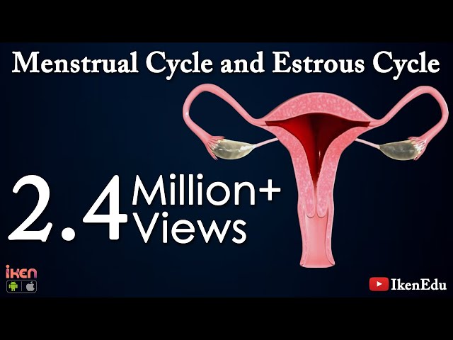 Why Periods Occur In Women | Process of Menstruation in Women | iKen | iKen Edu | iKen App