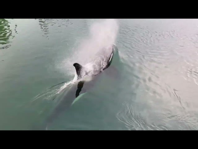Pod of Orcas Swims Under Pier on Fox Island