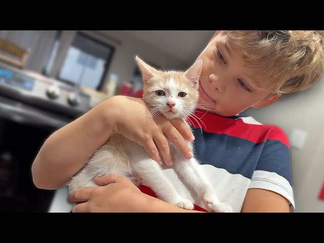 Naming Our New Baby Kitten!! 🐱