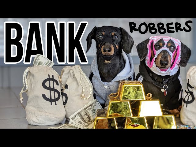 Ep #8: Crusoe & Oakley ROB A BANK! - a Wiener Dog Bank Heist!