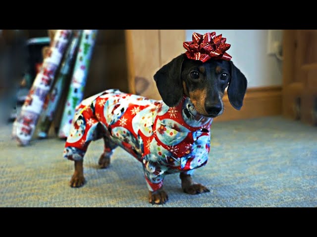 How to Wrap a Dachshund for Christmas!