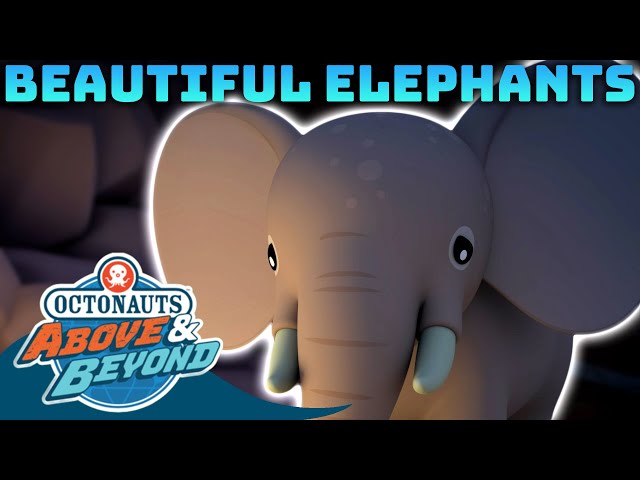 Octonauts: Above & Beyond - Beautiful Elephants 🐘 | Compilation | @Octonauts​