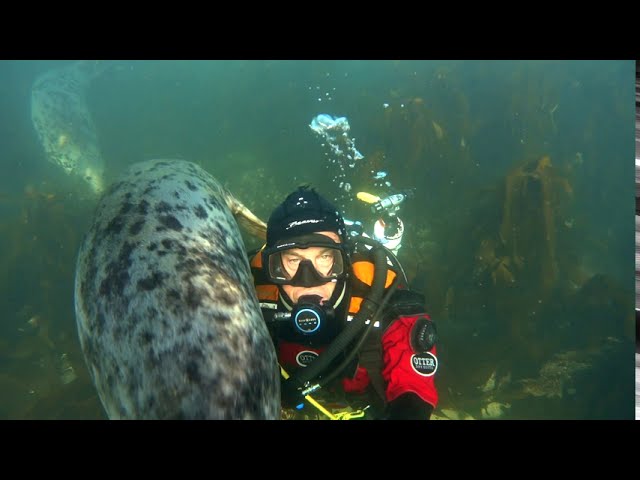 Wild Grey Seal Enjoys a Good Scratch
