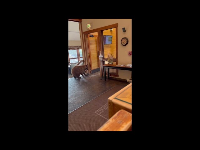 Curious Bear Checks out Hotel Lobby in Steamboat Springs, Colorado