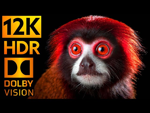 12K HDR 120FPS DOLBY VISION | The Future of Entertainment