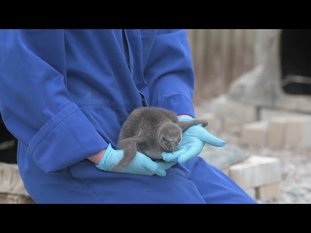 Nine Endangered Penguin Chicks Hatch at Chester Zoo