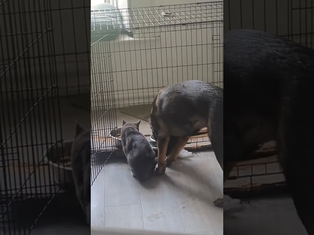 Cat Steals German Shepherd's Food