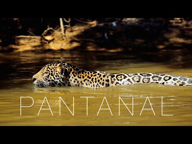 Pantanal - Land of The Jaguar