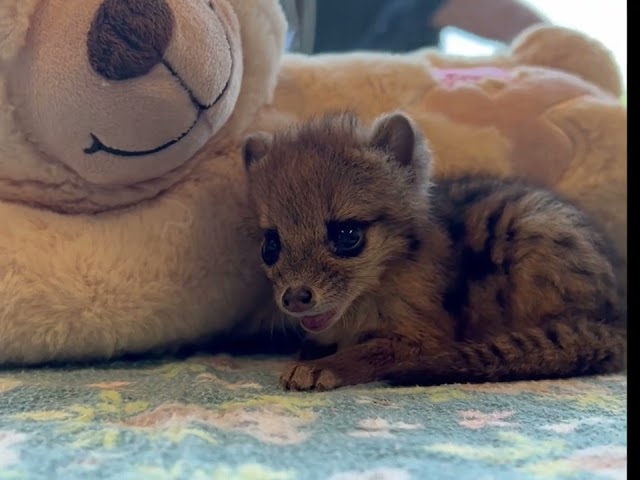 First Spotted Fanaloka Born in the US Welcomed at Nashville Zoo