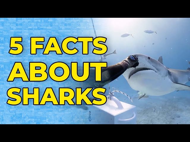 5 Facts About Sharks | Storyful