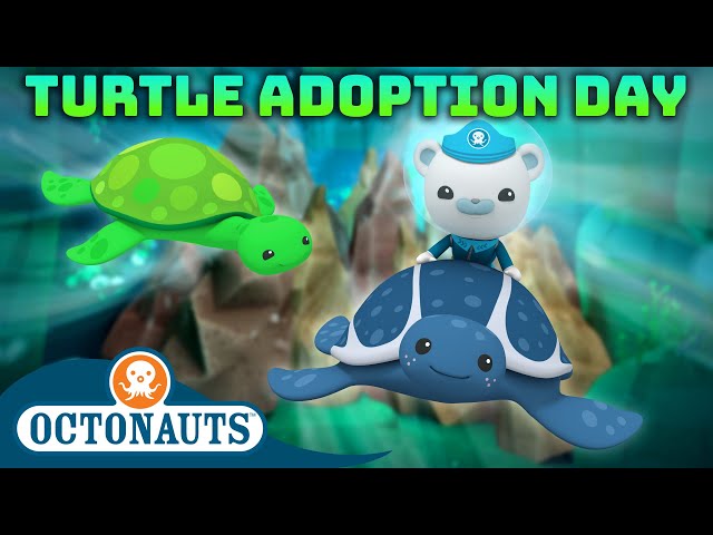 @Octonauts -  🐢 Turtle Fever 🎉 | Turtle Adoption Day | 50 Mins+ Compilation