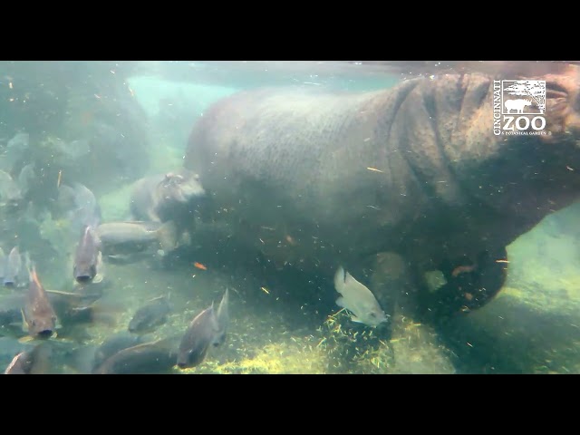 Baby Hippo Makes His First Appearance Outside With Mom
