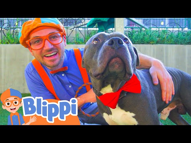 Blippi Visits an Animal Shelter | Learn Animals for Children and The Pet Song