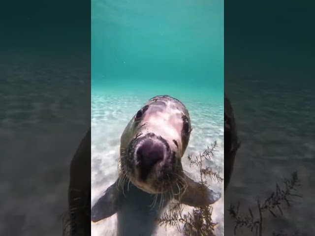 Sea Lion Gives Diver 'Puppy Dog' Eyes