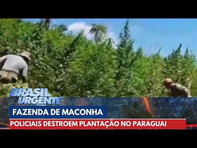 Fazenda de Maconha do PCC é destruída no Paraguai | Brasil Urgente