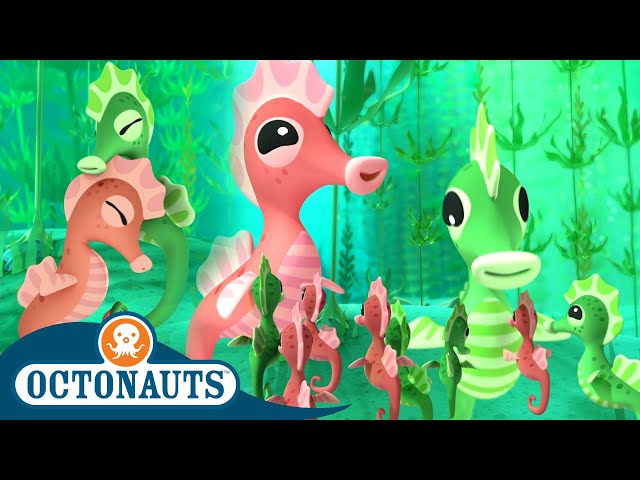 @Octonauts - A Seahorse Love Tale | Valentine's Day Special! 💝 | Cartoons for Kids