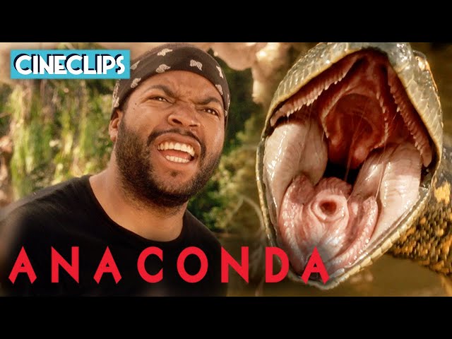 Ice Cube's Encounter With Anaconda | Anaconda | CineClips