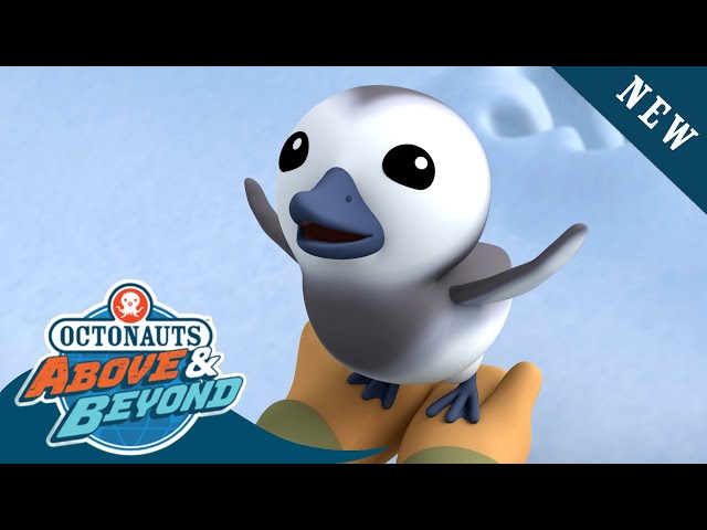 Octonauts: Above & Beyond - Finding a Lost Baby Barnacle Goose | Season 2 | @Octonauts​