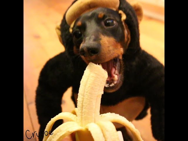 Crusoe the Monkey Dachshund