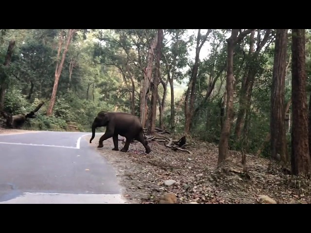 Drivers Make Way For Elephants Crossing Road In India