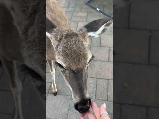 Deer Show off Tiny Fawn in New Jersey Garden