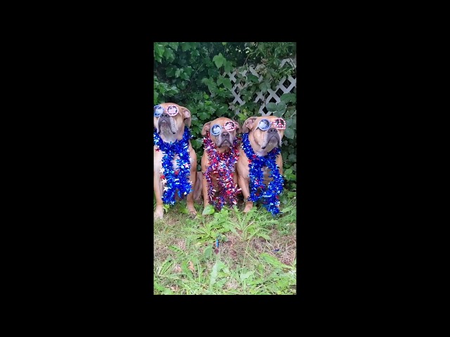 Patriotic Pooches Prepare to Celebrate Fourth of July in Style
